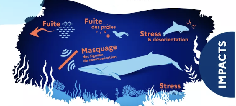 Illustration showing impacts of noise on marine life with text and sea animals.