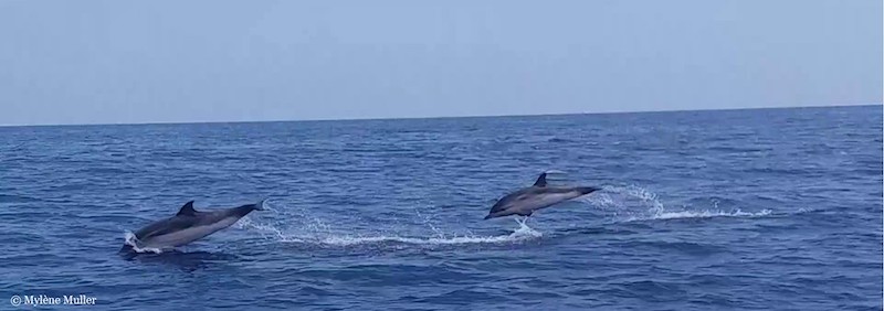 Two dolphins leaping over the ocean surface.