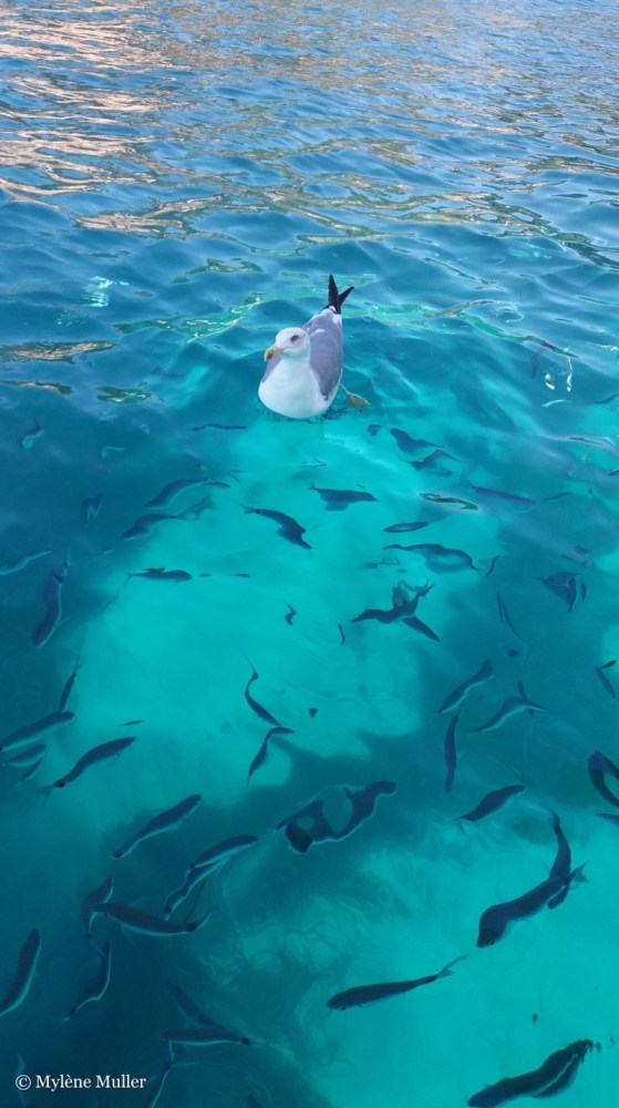 Seagull floating on turquoise water with fish swimming below.