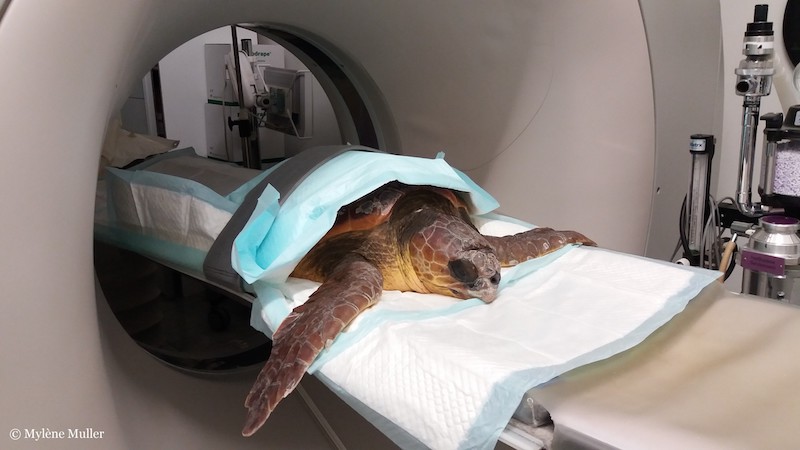 Turtle undergoing a CT scan inside a medical imaging machine.
