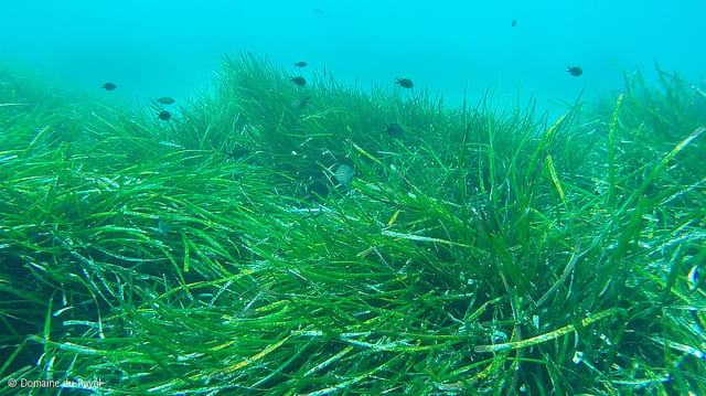 Underwater view of seagrass with small fish swimming around. Blue water background.